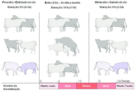 Ilustração dos sinais que auxiliam a detecção de cio durante três fases