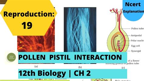 Reproduction Sexual Reproduction In Flowering Plants Pollen