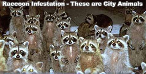 Raccoon Infestation