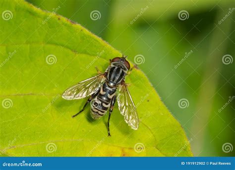 Rat-tail Maggot Fly - Genus Anasimyia Stock Photo - Image of lejops, genus: 191912902