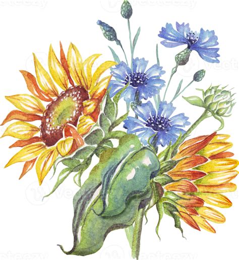 Sunflower And Cornflowers Watercolor Illustration 19017403 Png