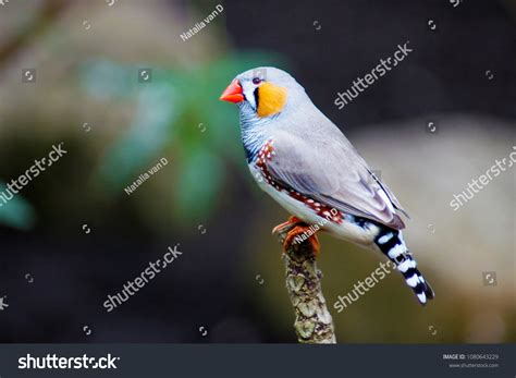 311 Zebra Finches Zoo Images Stock Photos And Vectors Shutterstock