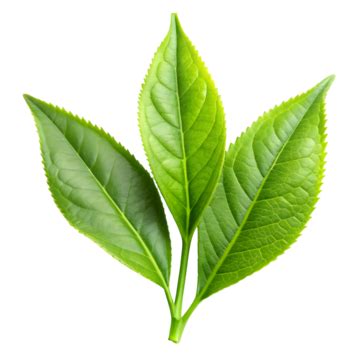 Tea Leaf Clipart Hd PNG Tea Leaf Green Tea Leaf Clipart Line Drawing