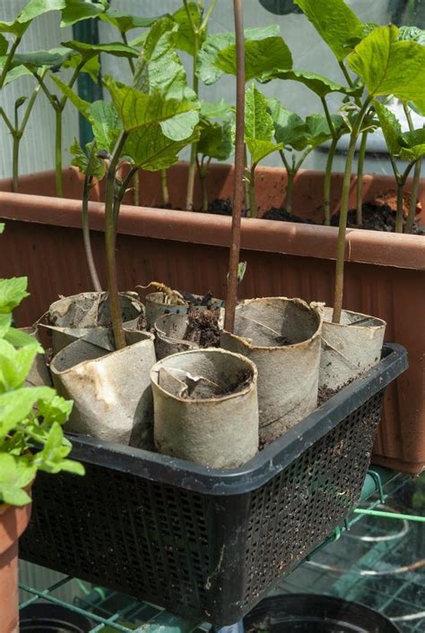 Comment fabriquer une mini serre un semoir ou des pots six idées