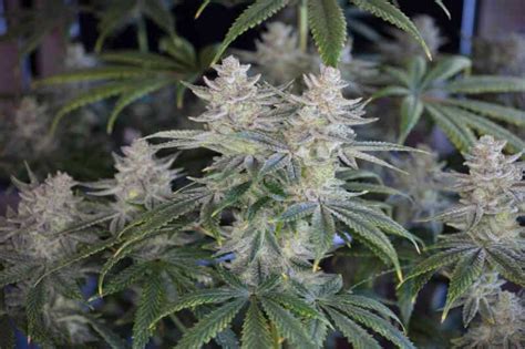 Romulan Bx1 R Cannabis Seeds For Sale North Atlantic Seed Co