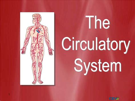 Ppt The Circulatory System Powerpoint Presentation Free Download