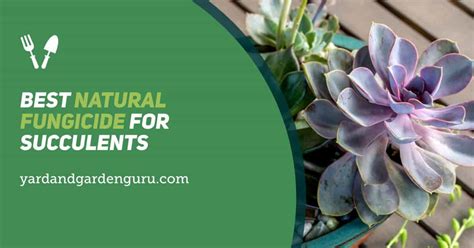 Best Natural Fungicide For Succulents