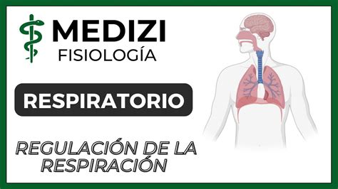 Clase 42 Fisiología Respiratoria Regulación De La Respiración Ig