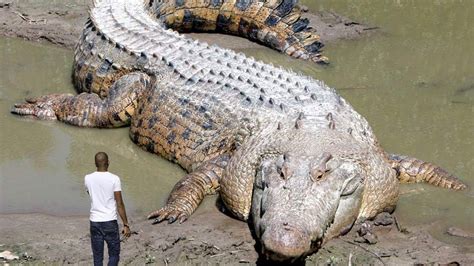 Cocodrilos Mas Gigantescos De La Historia Youtube