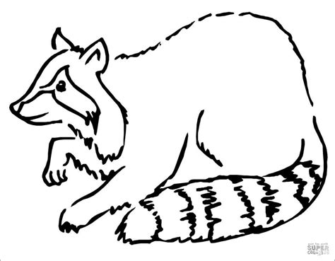 Realistic Raccoon Coloring Pages