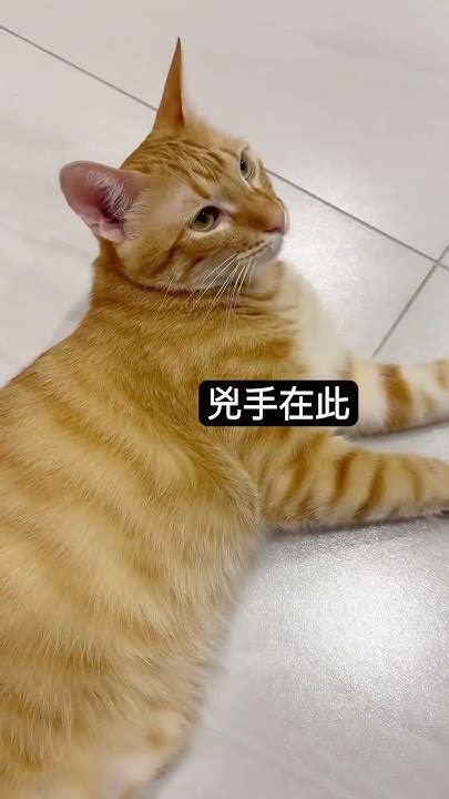 被貓咬爆 知道要被罵爆 秒跑臭貓 Cats Catlover Orangecat 橘貓 橘貓日常 貓咪 Youtube