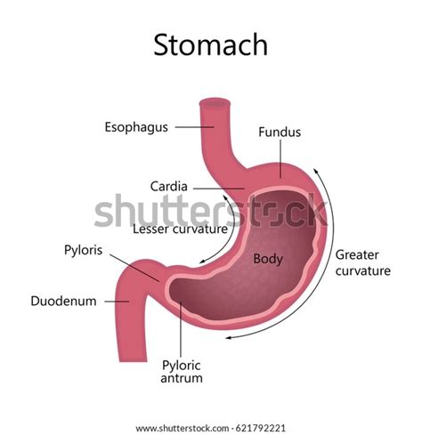 Structure Of Human Stomach