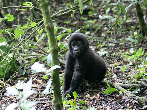 Rwanda Luxury Gorilla Trips And Primate Safari Volcanoes National Park