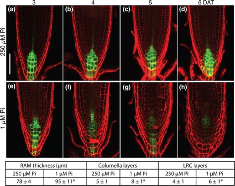 Root Cap Phenotypes And Auxin Signaling In Response To Contrasting Pi