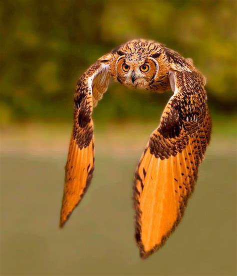 Owls are badass…. – Adorable Animals