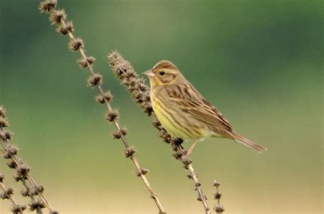 A Small Bird Perched On Top Of A Plant