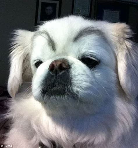 Dogs With Eyebrows