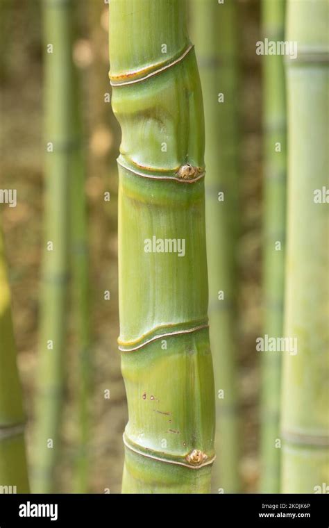 Golden Bamboo Phyllostachys Aurea Stem Stock Photo Alamy