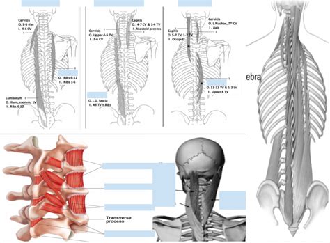 Intrinsic Back Musculature Diagram Quizlet