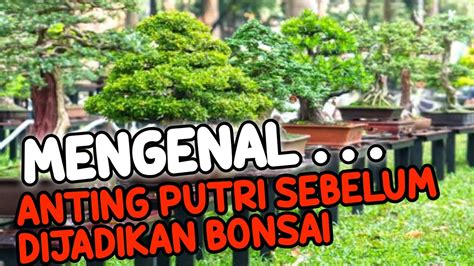 Mengenal Bonsai Anting Putri Menurut Jenis Jenisnya Youtube