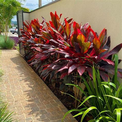 Cordyline Hot Pepper Plant Information And Landscaping Uses