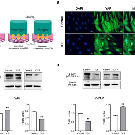 Expression Of Yap In Human Pdl Cells Under Compressive Force Loading