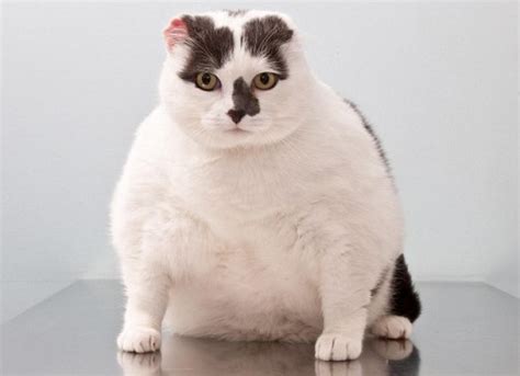 A Gallery Of Obese Animals - Neatorama