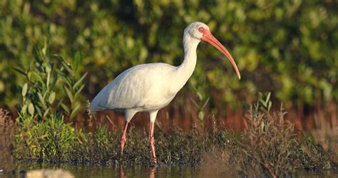 White Ibis Range Map, All About Birds, Cornell Lab of Ornithology