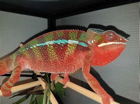 Red Panther Chameleon: A Stunning Reptile with Vibrant Colors - Vital Frog