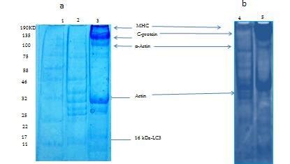 SDS PAGE Profile Of Sarcoplasmic And Myofibrillar Proteins For Kakamega