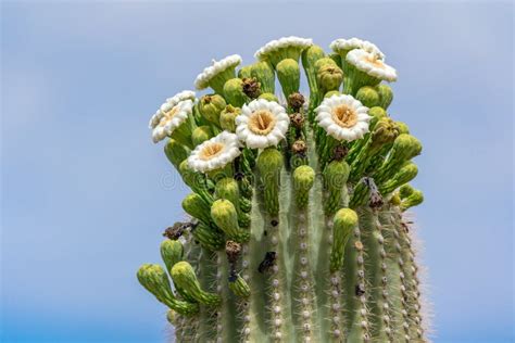 Blooming Saguaro Cactus Flower Stock Image - Image of blossom, season: 14235953