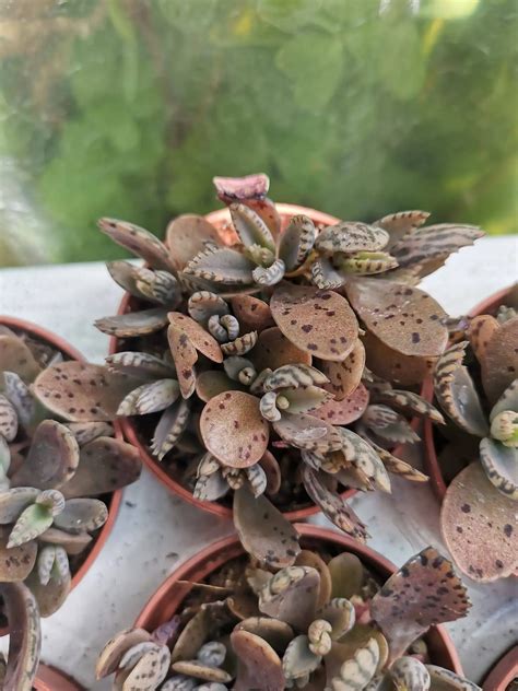 Kalanchoe Daigremontiana Siracactus Succulente