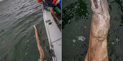 Pescador se surpreende após fisgar criatura bizarra na Austrália