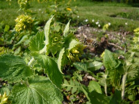 Botanische Spaziergaenge At Thema Anzeigen Scrophularia Vernalis