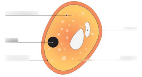 Fungi Diagram Diagram Quizlet