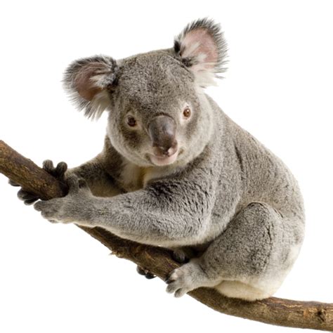 Koala Png Images Free Download