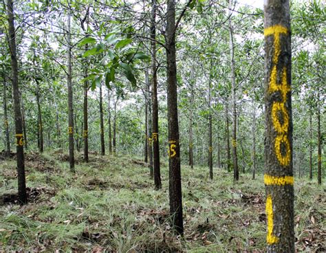 Inventarios Forestales Y Su Importancia En El Manejo De Plantaciones Y