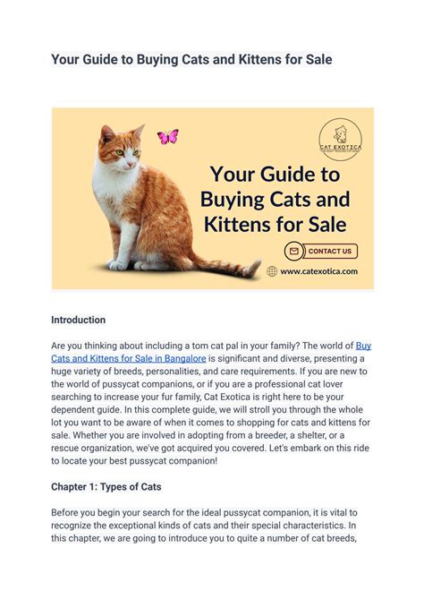 Your Guide to Buying Cats and Kittens for Sale - cat exotica - Page 1