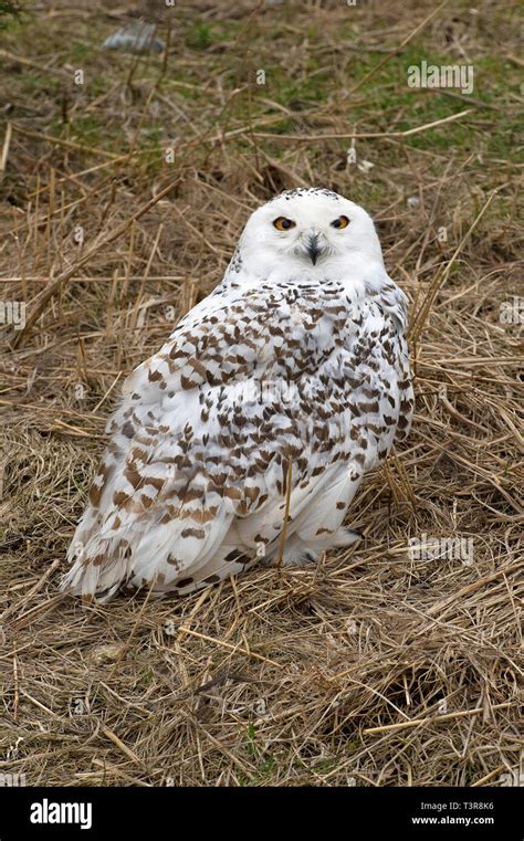 Snowy Owl Bubo Scandiacus Alaska Usa Stock Photo Alamy