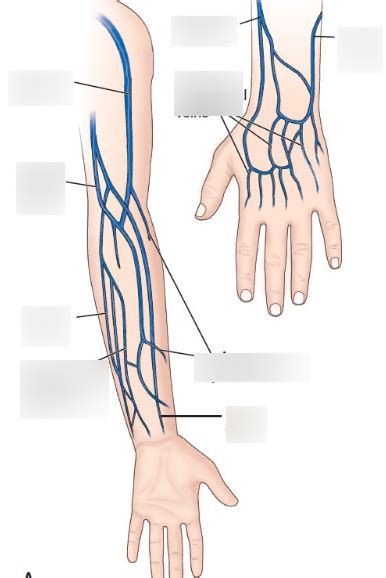 4 Vein-Tapping Techniques For Easier Iv Insertions
