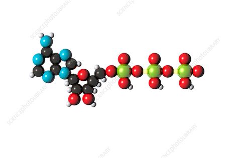 Molecular Model Of Adenosine Triphosphate Stock Image C0176512