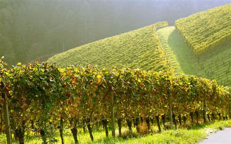 Vineyard Wallpapers - Top Free Vineyard Backgrounds - WallpaperAccess