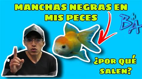 Porqué salen manchas negras a mis peces en acuario Bioacuatixz YouTube