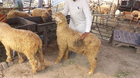 Mundra Chatra Kaka Gulabi Lakha Desi Cross Chatry Katu Mall Bakra