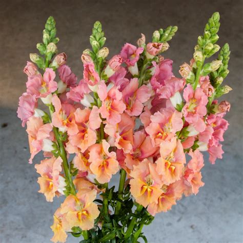 Snapdragon Chantilly Light Salmon Seeds Nz Emerden