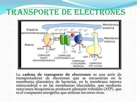 Transporte De Electrones