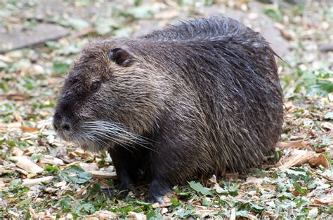 Nutria - Tier-fotos.eu