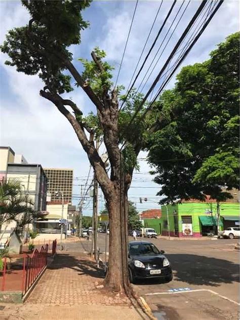 Serviço De Poda Ou Corte De árvores Precisa De Autorização Do Município