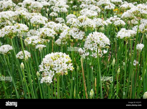 Close Up Of White Oriental Garlic Flowers Flower Flowering In Summer