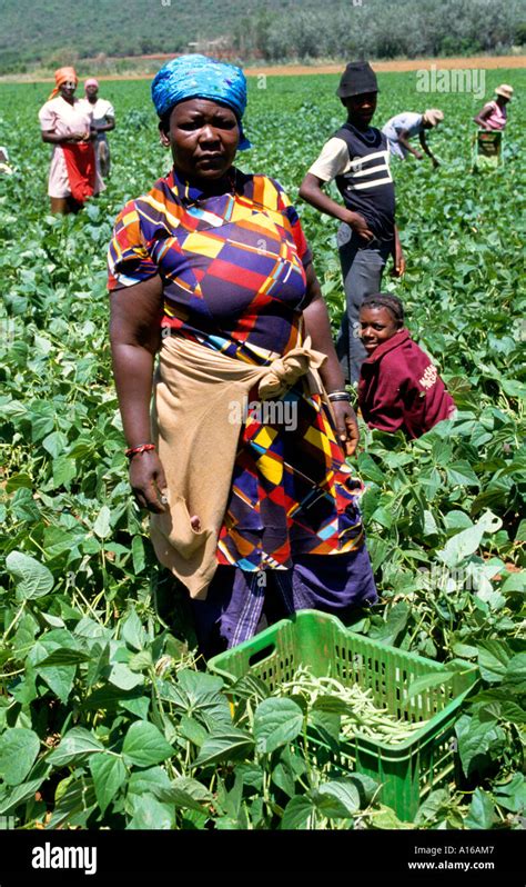 Black Working Woman South Africa African Farm Stock Photo Alamy